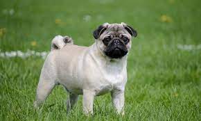 Pug